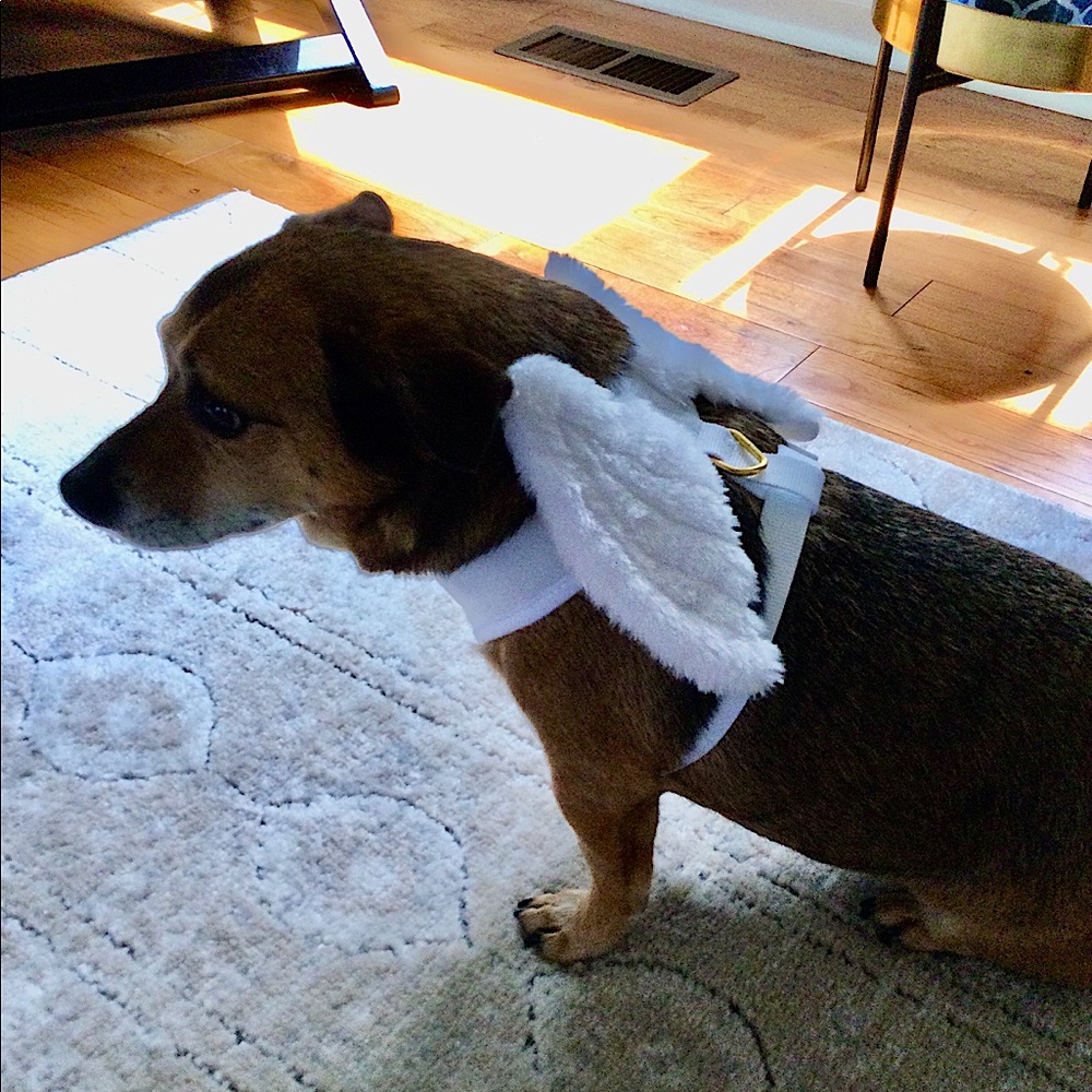 Furry Angel Wings Harness & Red Bling Collar & Leash set